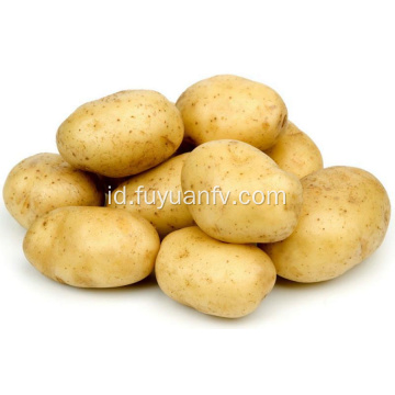 Harga terbaik kentang tanaman baru